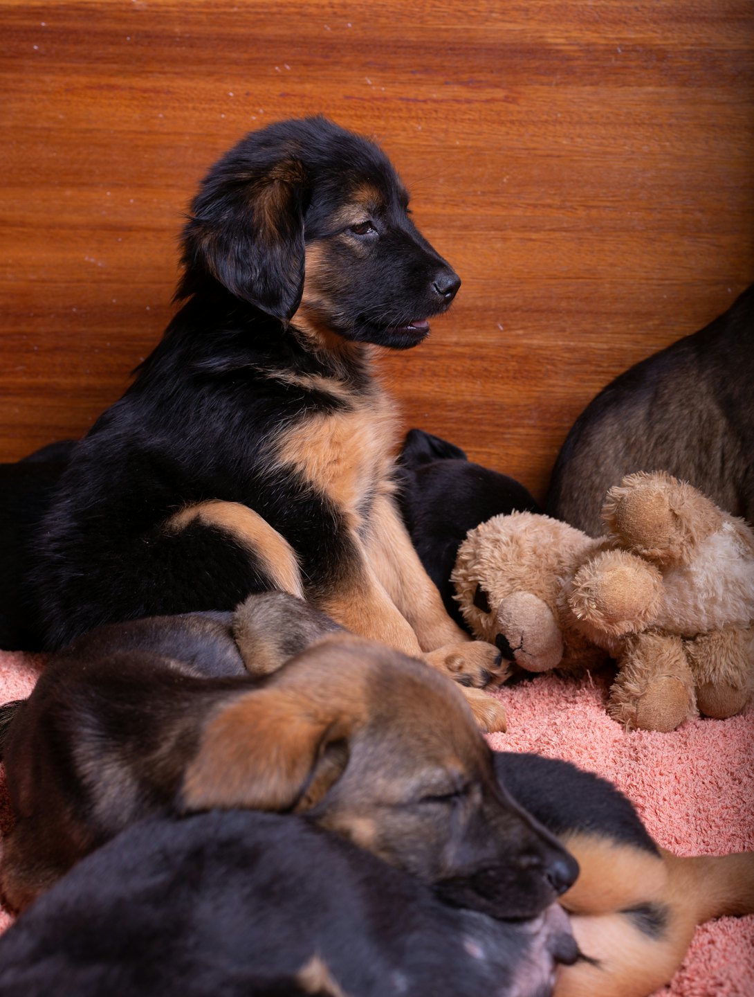 Several puppies rest on a pink carpet beside a teddy bear.