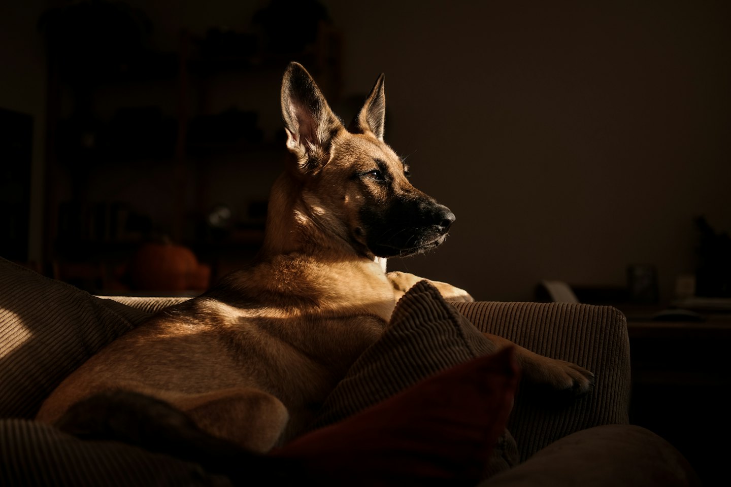 A tan dog with pointed ears resting on a beige sofa.