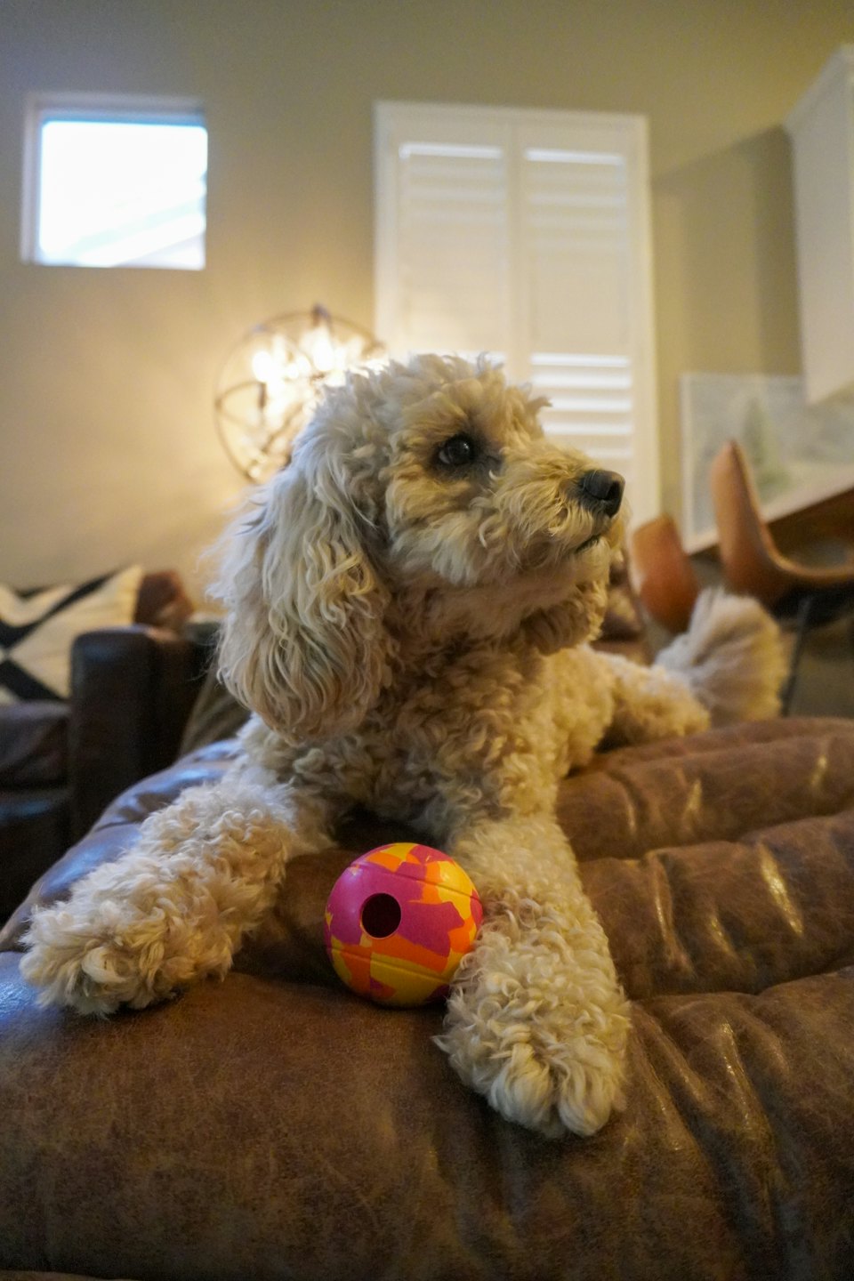 Curly-haired dog rests on a leather sofa with a toy ball.