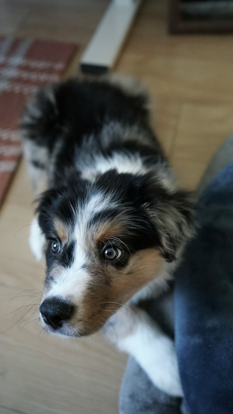 A tri-color Australian Shepherd puppy sitting on a wooden floor.