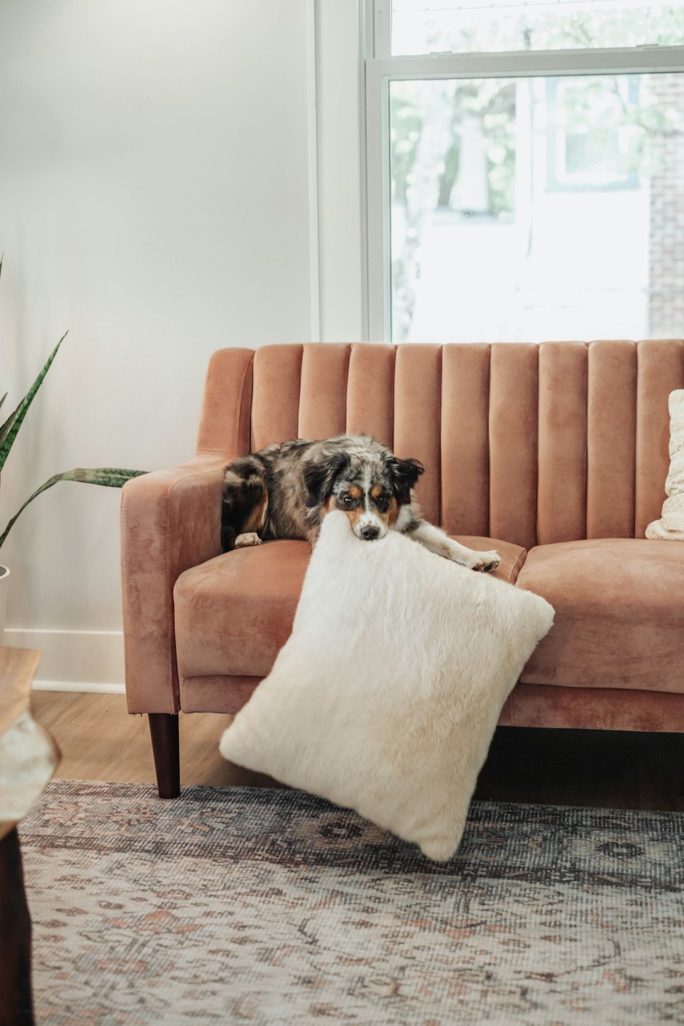 Australian Shepherd resting its head on a pillow on a sofa.