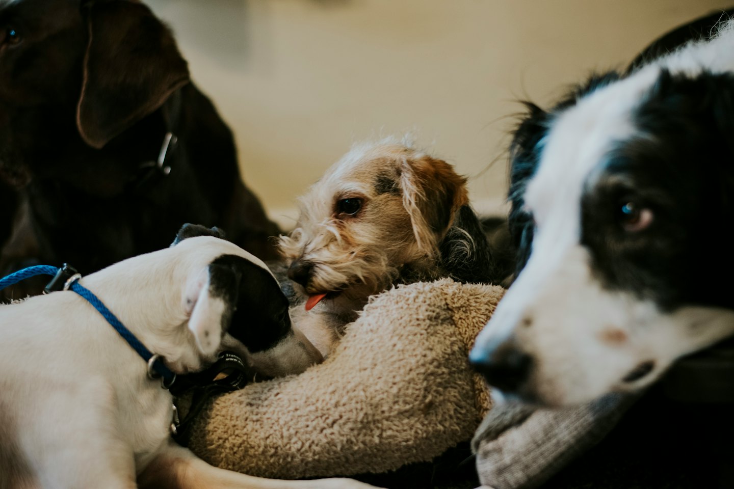 Four dogs of different breeds resting together on a blanket.