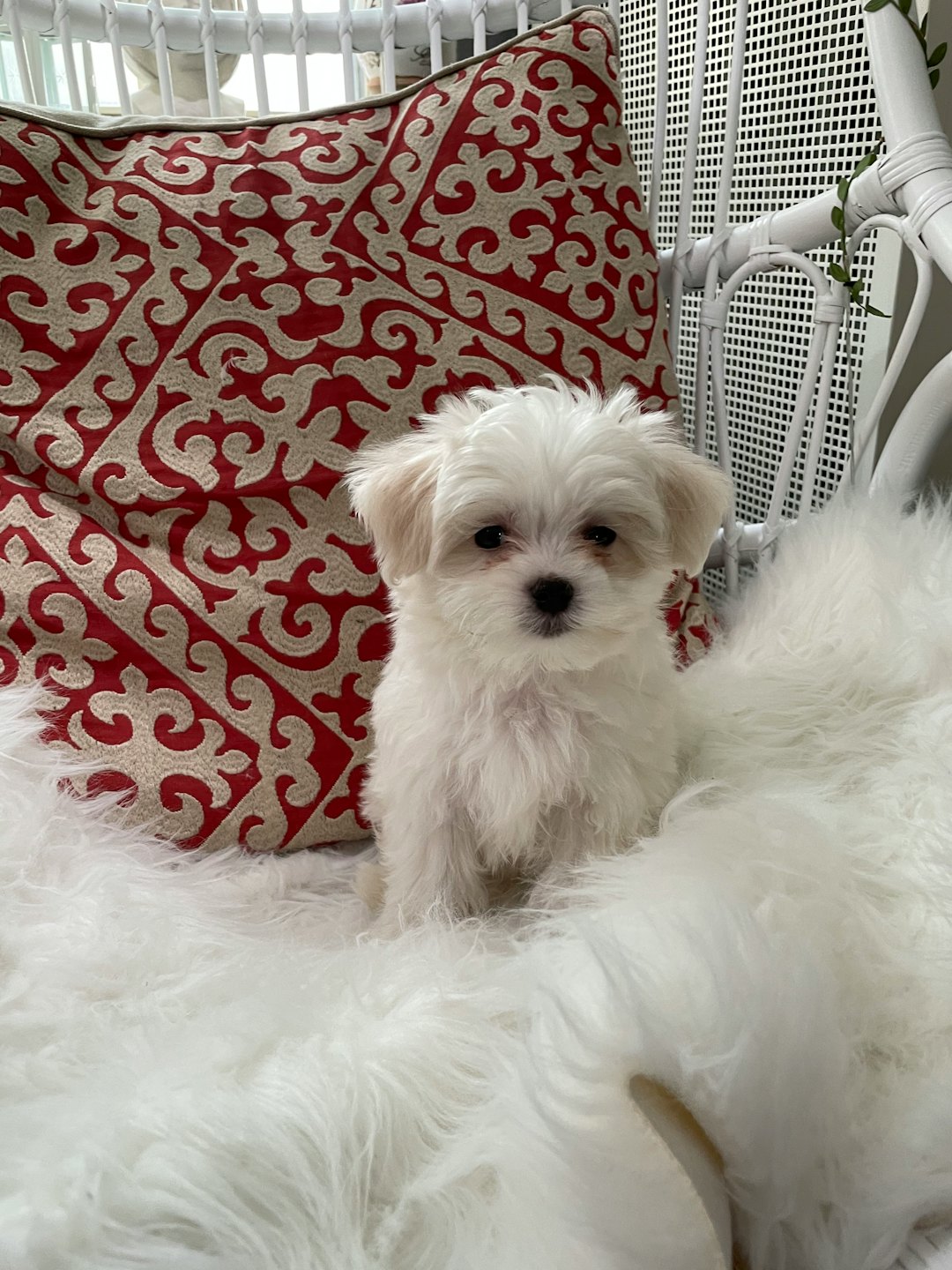 Fluffy white Maltese puppy sits on a white rug indoors.