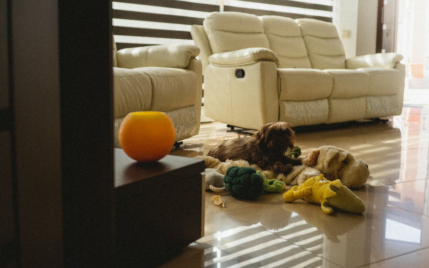 Shaggy brown dog naps on sunlit tiled floor with toys.